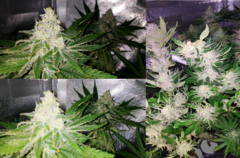 Lamic-Tal Purple queen et Green crack 20