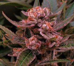 Lamic-Tal Purple queen et Green crack 11