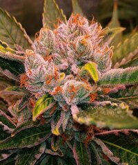 Lamic-Tal Purple queen et Green crack 22