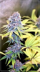 FLO+51 bud C.jpg