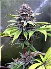 FLO+60  Forbidden Banana bud E.jpg