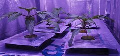 Lamic-Tal  Purple queen et Green crack 2