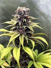 FLO+60  Forbidden Banana bud F.jpg