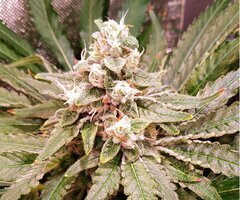 Lamic-Tal Purple queen et Green crack 10