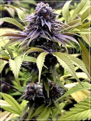 FLO+60  Forbidden Banana bud C.jpg