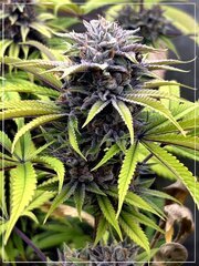 FLO+60  Forbidden Banana bud A.jpg