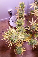 IMG_20250601_084857~2.jpg