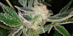 Lamic-Tal Purple queen et Green crack 7