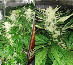 Lamic-Tal Purple queen et Green crack 9