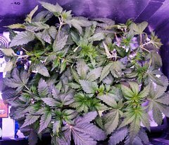 Lamic-Tal  Purple queen et Green crack 3
