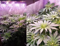Lamic-Tal  Purple queen et Green crack 4