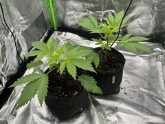 Burger Kush