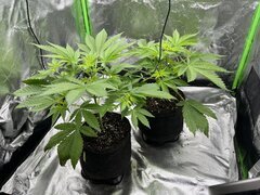 Burger kush 12/12 + 8 jours