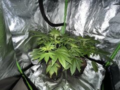Burger Kush 12/12 + 11 jours