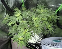 Burger Kush