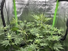 Burger kush