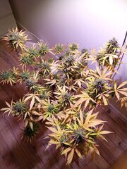 IMG_20250601_084324.jpg