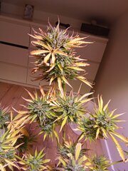 IMG_20250601_084353.jpg