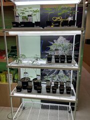 Green House Seeds - Bangkok