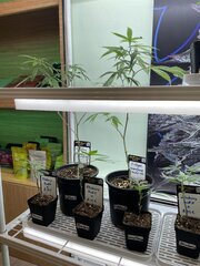 IMG_3069.jpeg