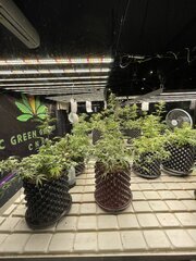 BC Grower - Chiang Mai