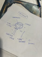 Trichomes morphology