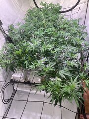 IMG_3657.jpeg