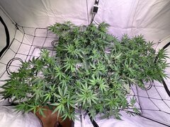 IMG_3658.jpeg