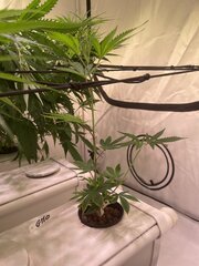 IMG_3659.jpeg