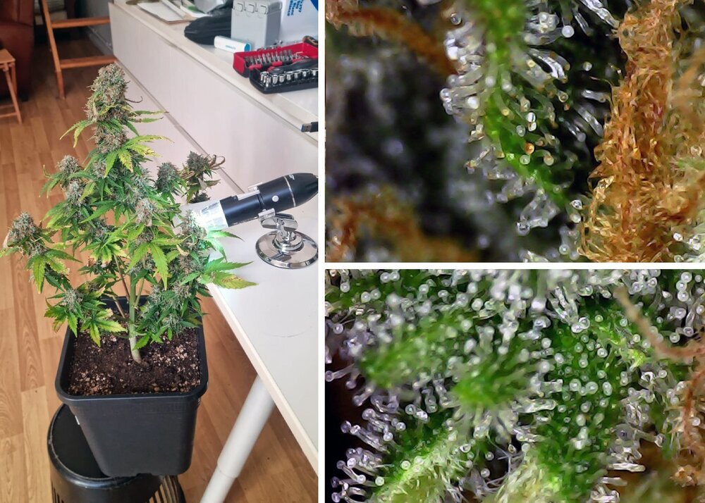 trichomes-bud-avant-recolte.jpg