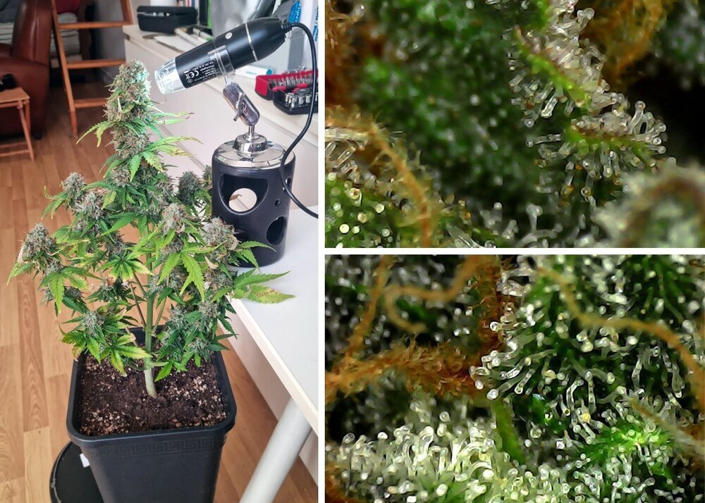 trichomes-cola-avant-recolte.jpg