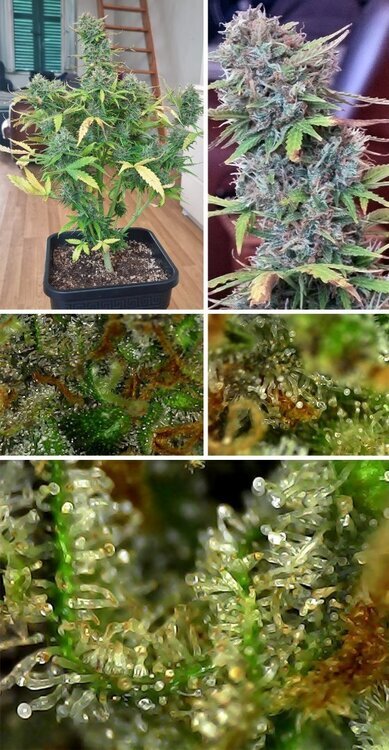 trichomes-cola-sticky-orange_18.06.25.jpg