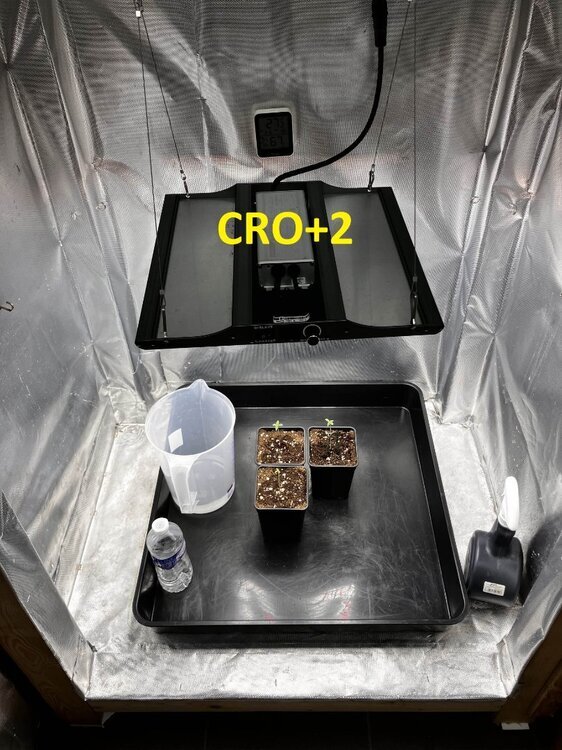 CRO+2.jpg