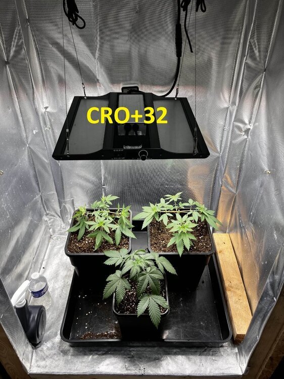 CRO+32.jpg