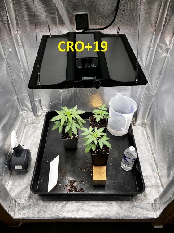 CRO+19.jpg