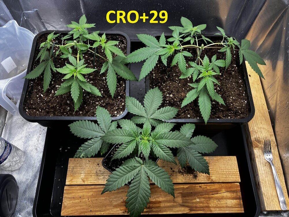 CRO+29.jpg