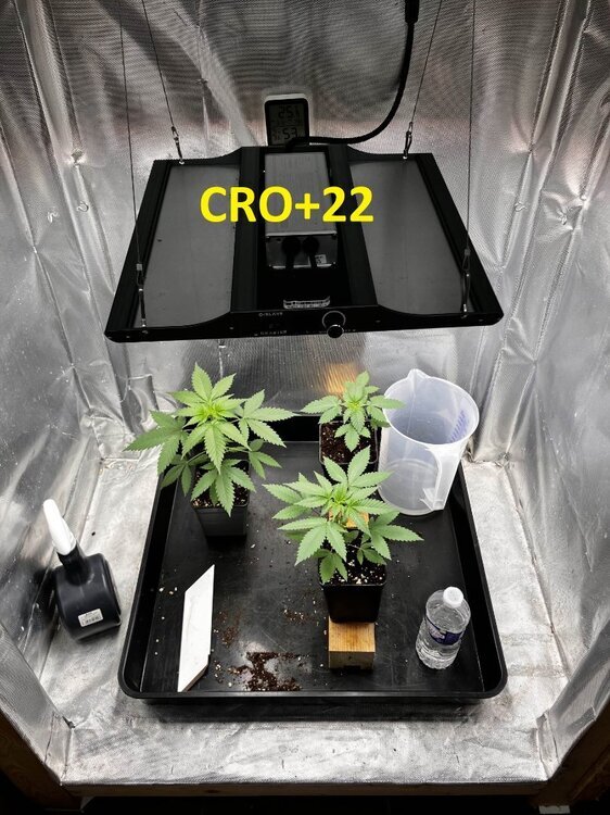 CRO+22jpg.jpg