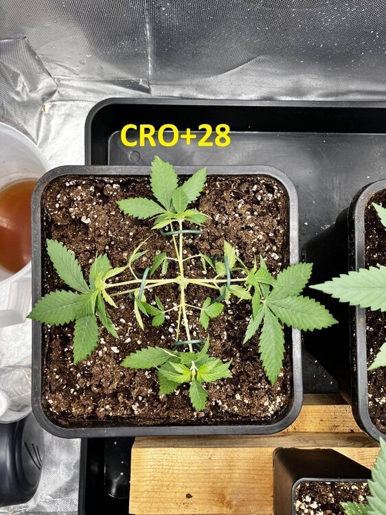 CRO+28bis.jpg