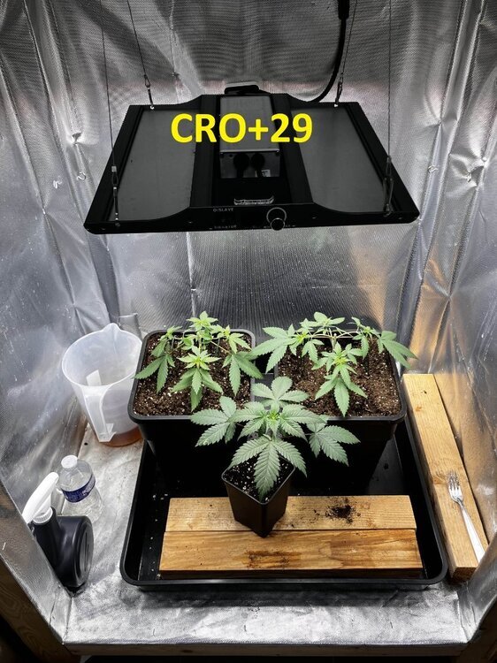 CRO+29 bis.jpg