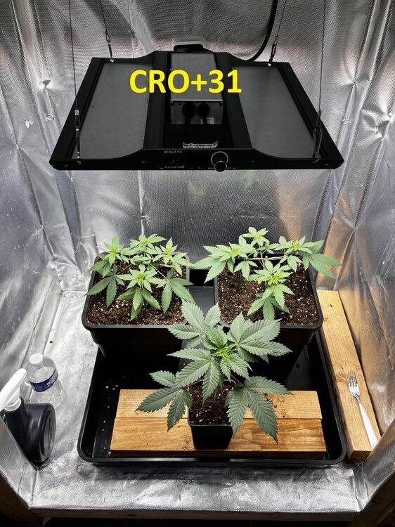 CRO+31.jpg