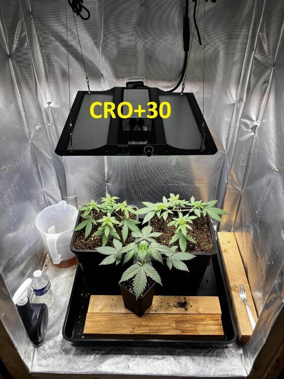 CRO+30.jpg