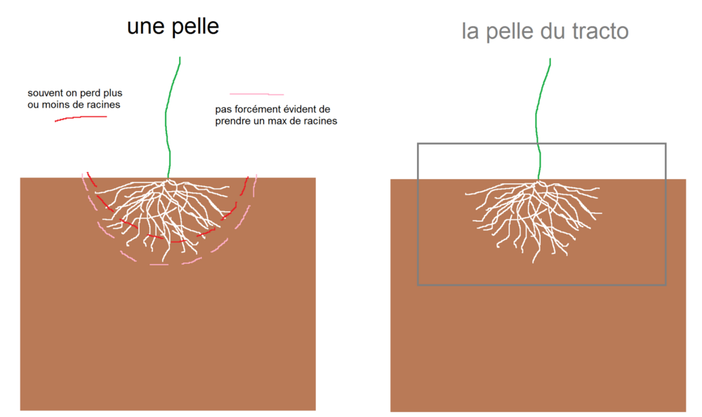 CW déterrage plante racines.png