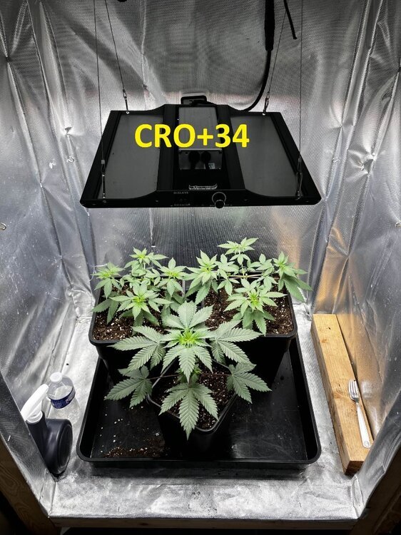 CRO+34.jpg