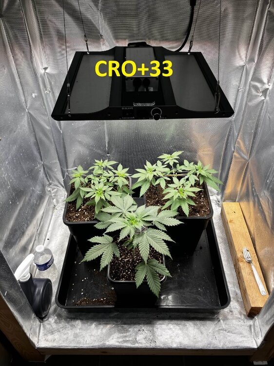 CRO+33.jpg