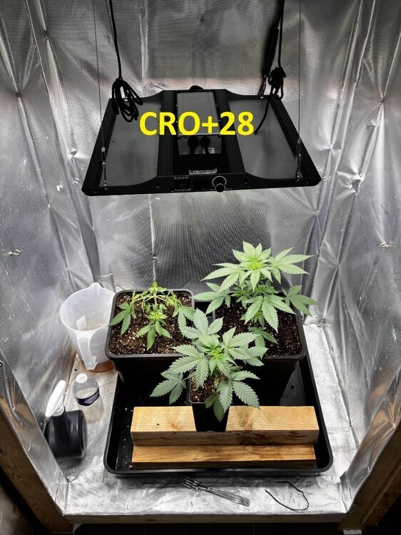 CRO+28bis2.jpg