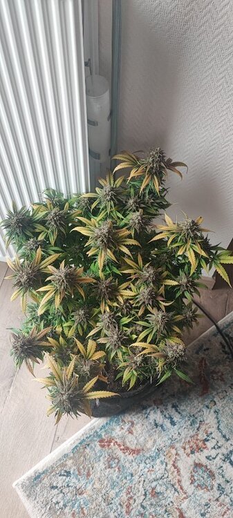 IMG_20250731_160144.thumb.jpg.2efed037eecd2cad91c9bff85e82d52b.jpg