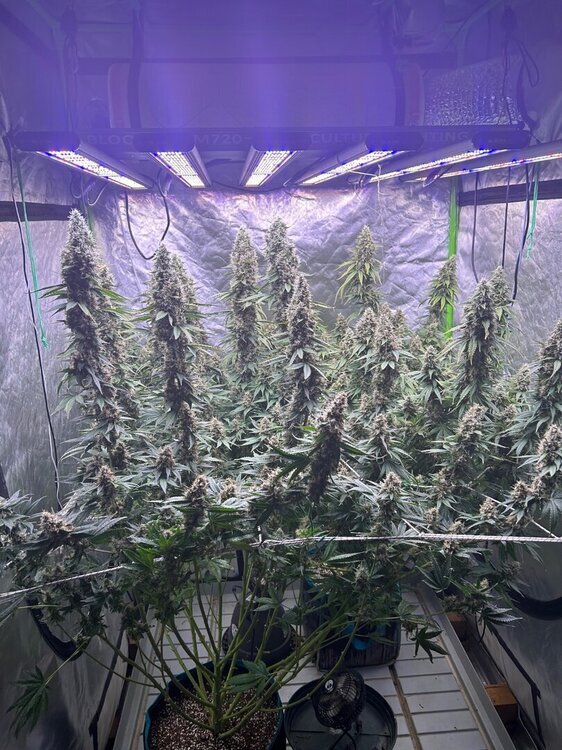 IMG_3680.thumb.jpeg.1aaeae02c73746242b4ef1cbcb7112de.jpeg
