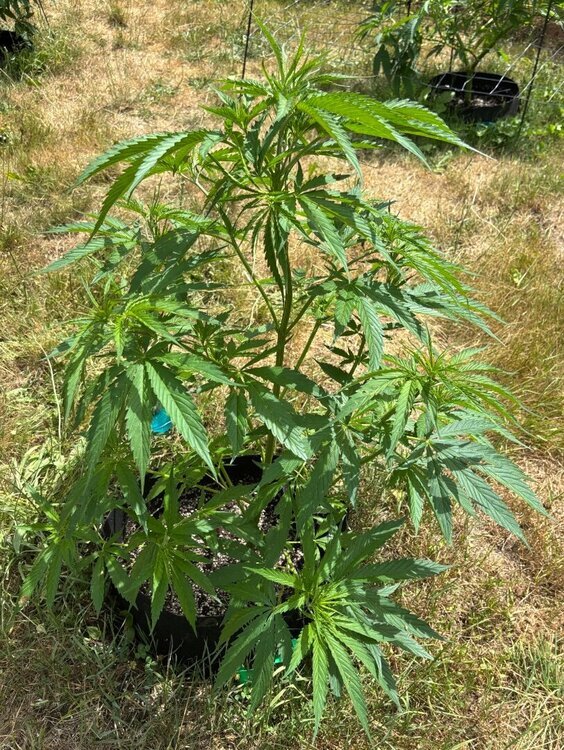 IMG_8593.jpeg