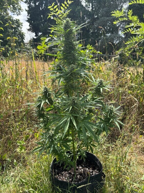 IMG_8595.thumb.jpeg.c533fd7df9e7db8a303ee6f388e3c9f1.jpeg