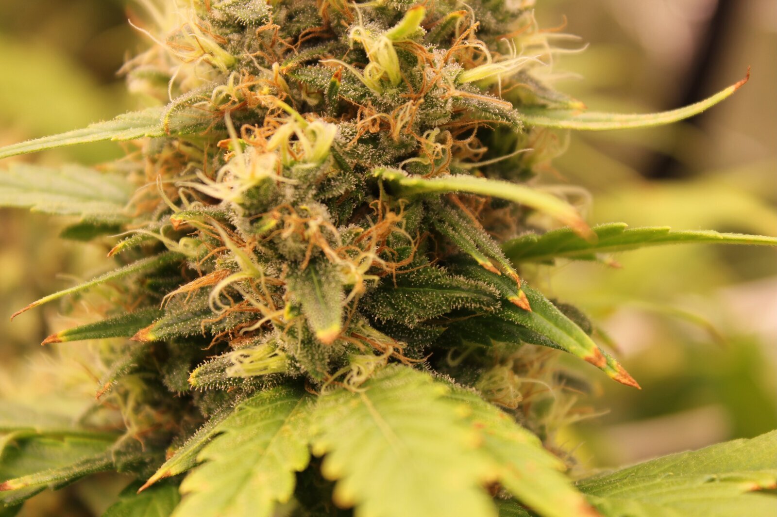 NFT / Purple Haze